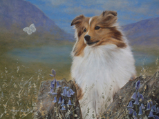 Shetland Sheepdog